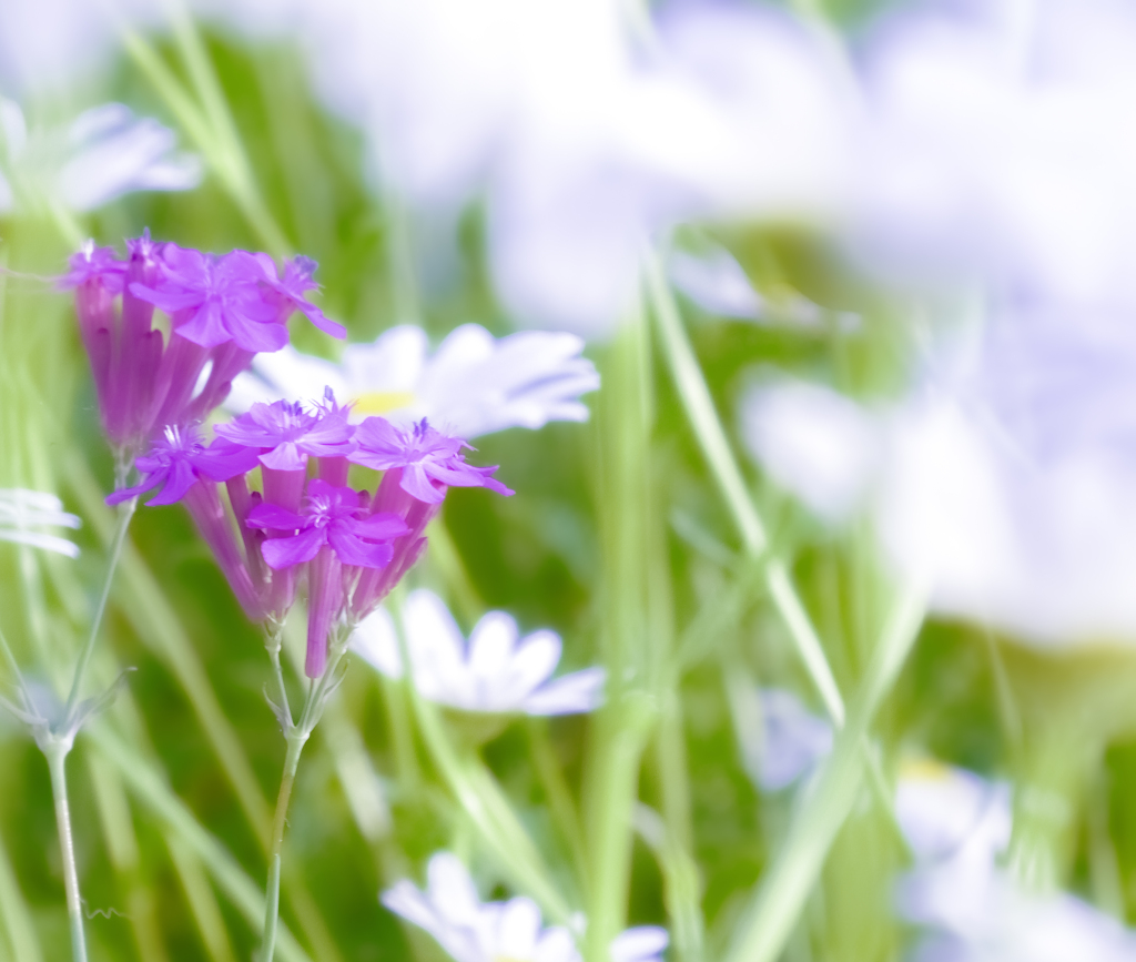 花_01