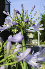散歩中の花12