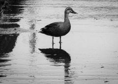 鳥_02