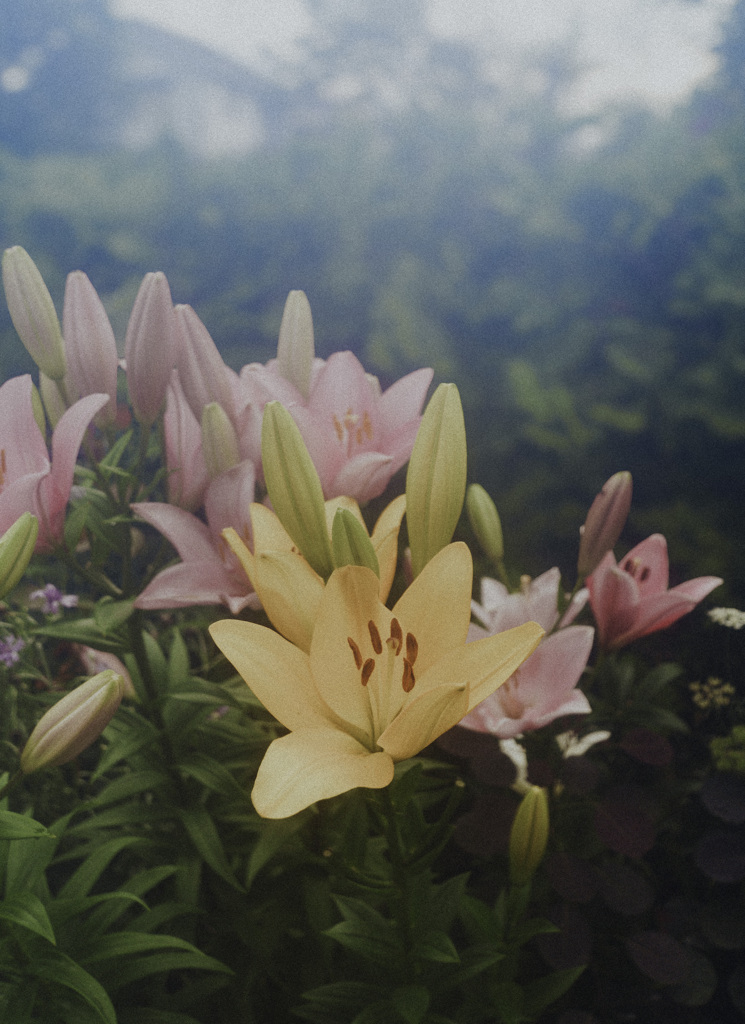 Emotional Flower_01