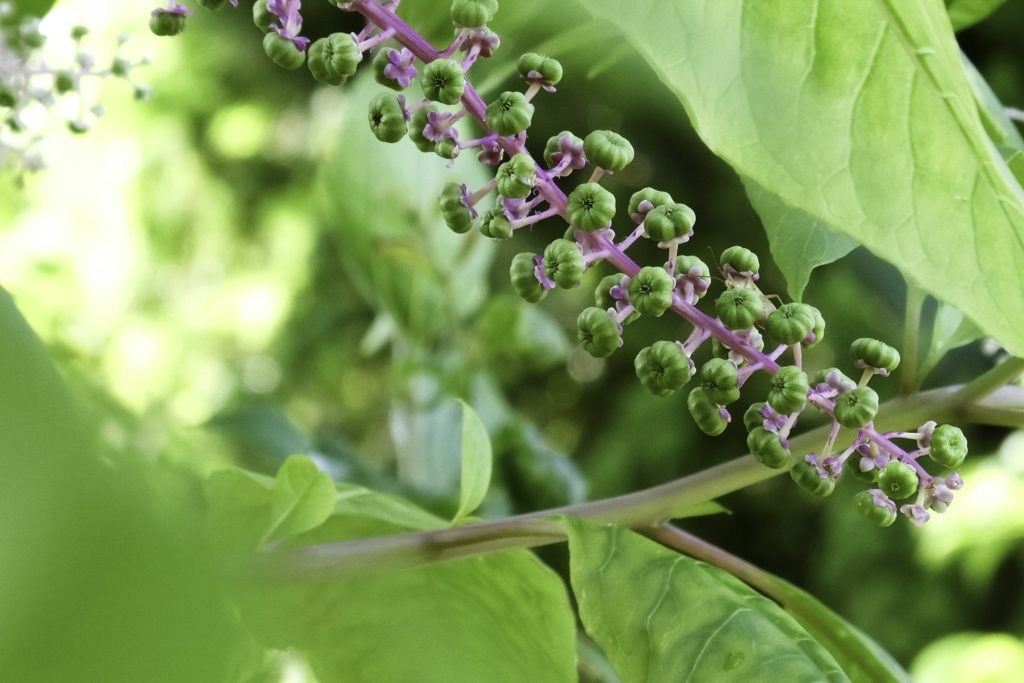 散歩中の花６