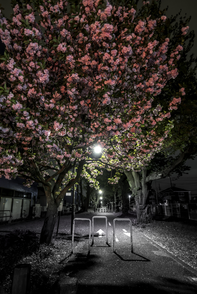 夜の花