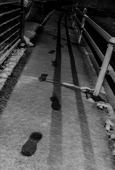 雪の足跡
