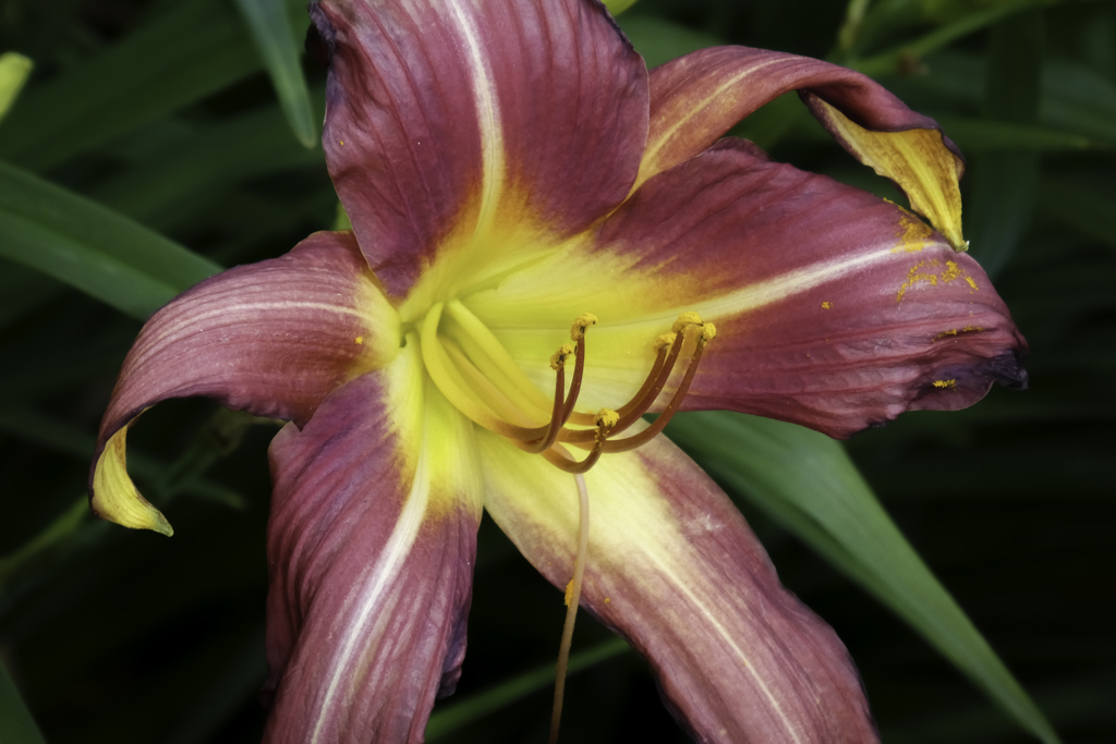 散歩中の花２