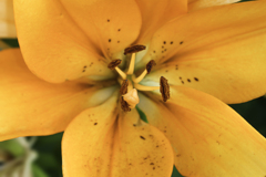 散歩中の花８
