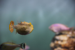 魚の名前忘れた