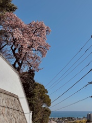 梅の坂