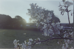 日暮の桜