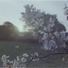 日暮の桜