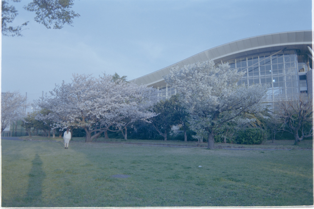 浦安運動公園桜