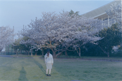 桜と嫁