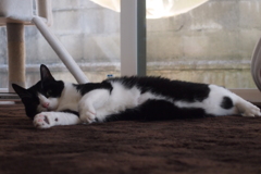 家のにゃんこミントさん