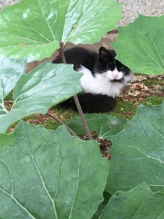 葉っぱの奥に…ﾈｺﾁｬﾝ‼︎