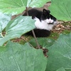 葉っぱの奥に…ﾈｺﾁｬﾝ‼︎
