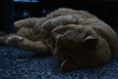 茶トラねこちゃん