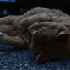 茶トラねこちゃん