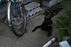 黒猫ちゃん