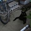 黒猫ちゃん