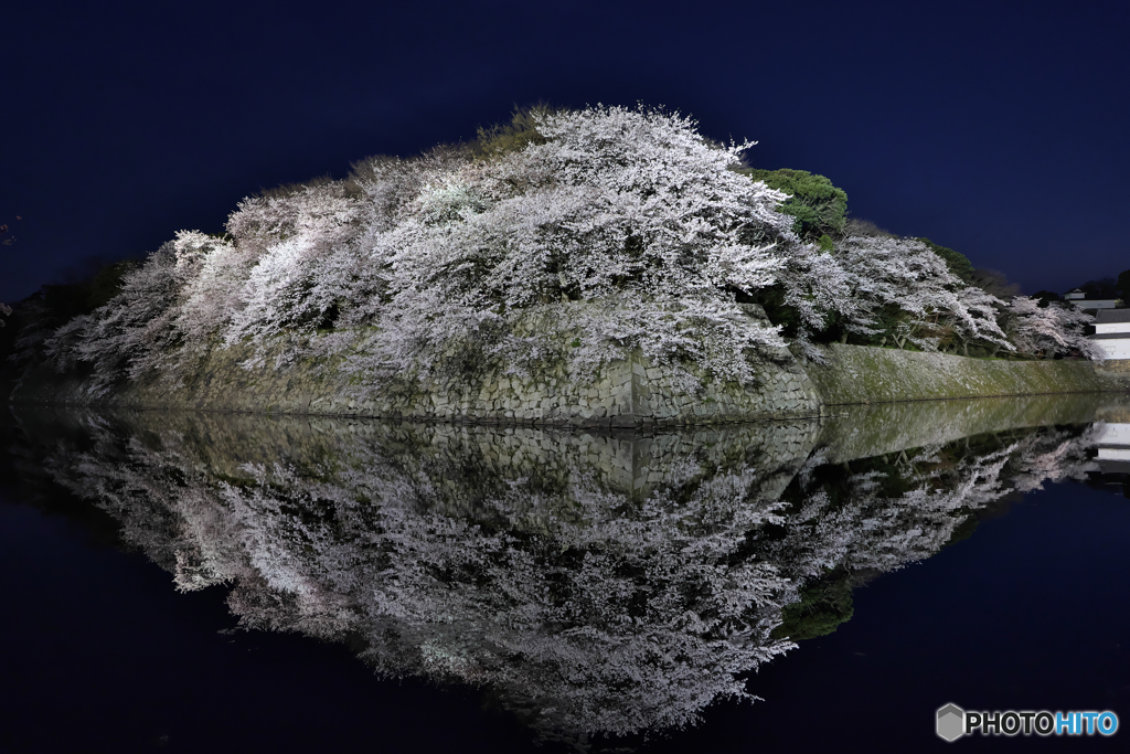 彦根城 桜