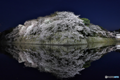 彦根城 桜
