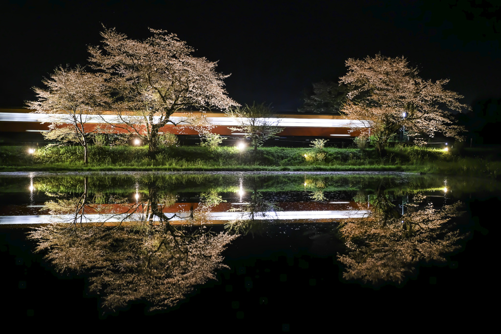 散りゆく桜と水鏡