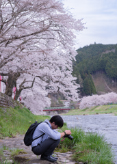 桜の河辺で