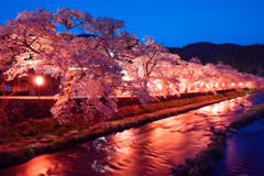 光の花廊