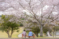 桜の下のひととき