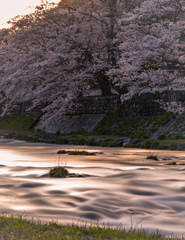 夕桜の誓い
