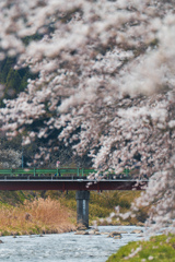 春霞