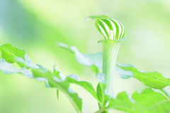 マムシグサ