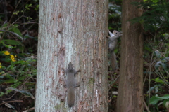 ニホンリス