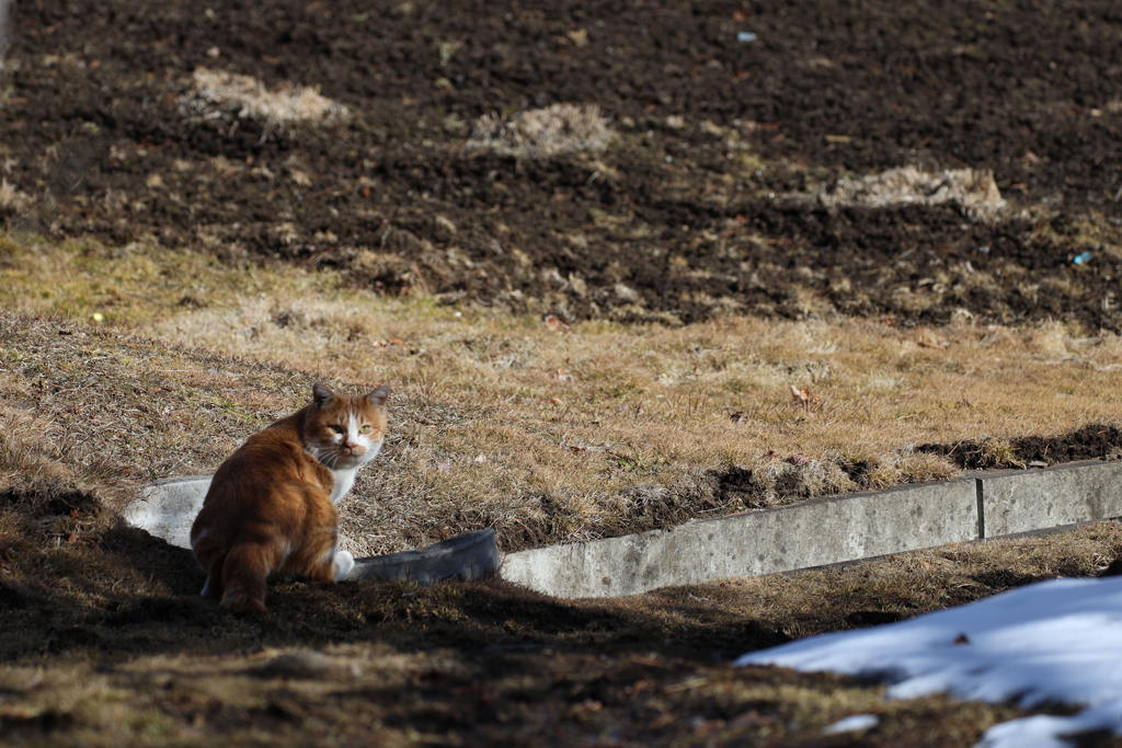 ねこ背