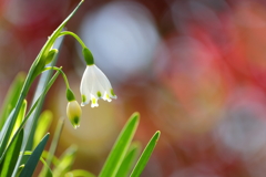 華
