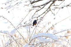 春雪
