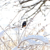 春雪