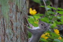 ニホンリス