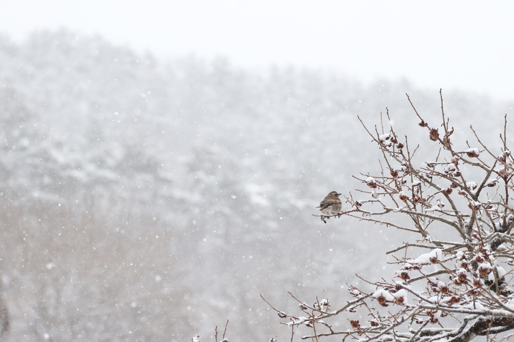 春雪