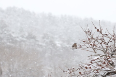 春雪