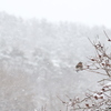 春雪