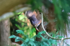 ニホンリス