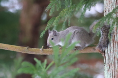 ニホンリス