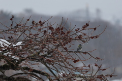 雨