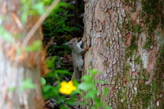 ニホンリス