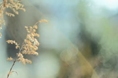 琥珀色のまどろみ