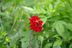 紅-kurenai-
