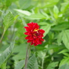 紅-kurenai-