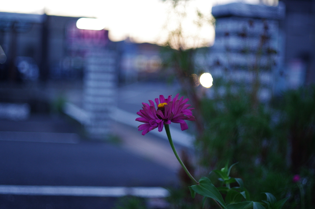 花　～フルカラー～
