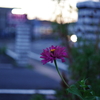 花　～フルカラー～