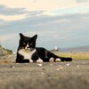 黒治(クロジ)の睨み